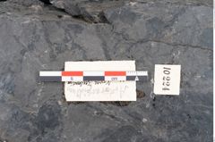 Foto (Detailansicht) von Artocarpidium novae zeelandiae Ettingshausen (NHMW-GEO-2024-0188-10224)